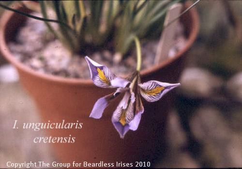 Unguic. cretensis
